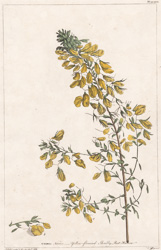 ONONIS Natrix Yellow-flowered Shrubby Rest-Harrow
